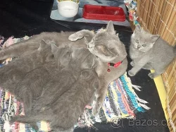 Britská modrá koťátka